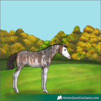 Horse Color:Bay Sabino Splash