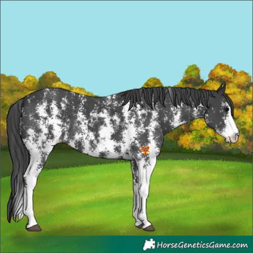 Horse Color:Black Sabino Varnish