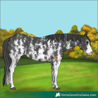 Horse Color:Black Sabino Appaloosa