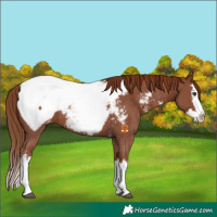 Horse Color:Chestnut Sabino Splash Near Fewspot 