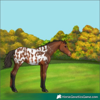 Horse Color:Bay Appaloosa