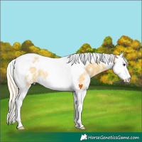 Horse Color:Palomino Sabino Splash Tobiano 
