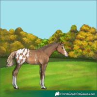 Horse Color:Chocolate Palomino Sabino Tobiano Appaloosa