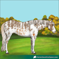 Horse Color:Chocolate Palomino Sabino