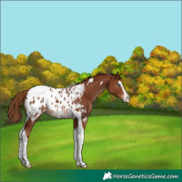 Horse Color:Chestnut Splash Tobiano Appaloosa