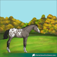 Horse Color:Gray Grullo Blanket