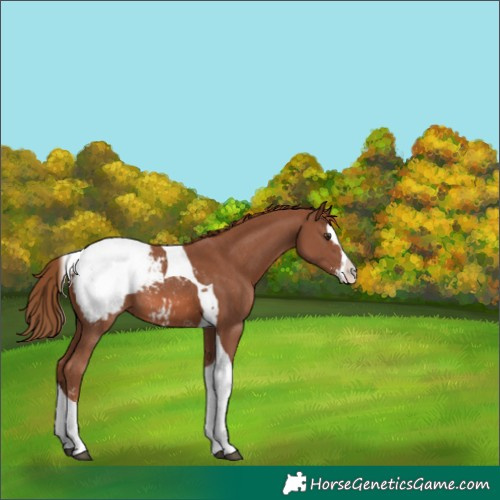 Horse Color:Chestnut Sabino Splash Tobiano Snowcap Rabicano