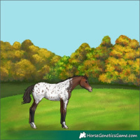 Horse Color:Bay Appaloosa