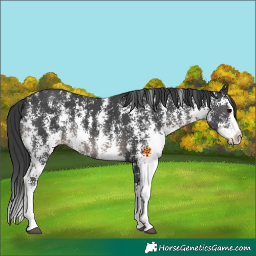 Horse Color:Black Sabino Splash Appaloosa 