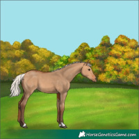 Horse Color:Silver Bay Dun 
