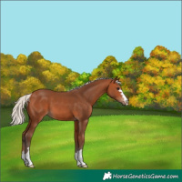 Horse Color:Silver Bay