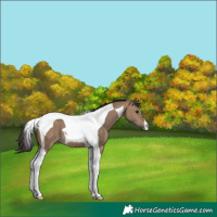 Horse Color:Brown Dun Tobiano