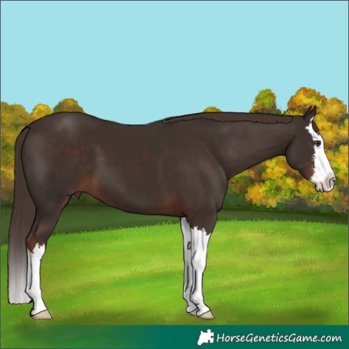 Horse Color:White Spotted Liver Chestnut Splash 