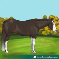 Horse Color:White Spotted Liver Chestnut Splash
