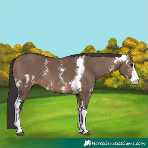 Horse Color:Brown Dun Sabino 