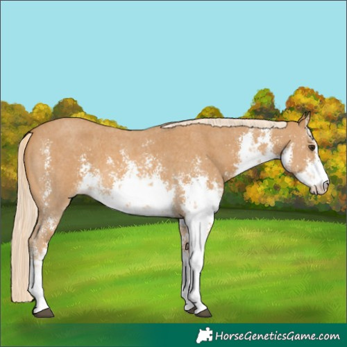 Horse Color:White Spotted Palomino Sabino 