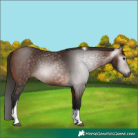 Horse Color:Gray White Spotted Bay Tobiano 