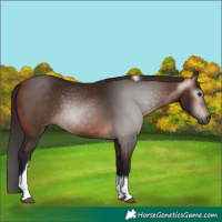 Horse Color:Gray White Spotted Bay Tobiano 