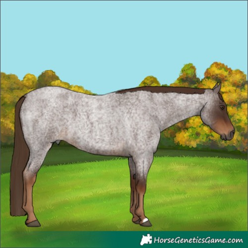 Horse Color:Gray Red Roan