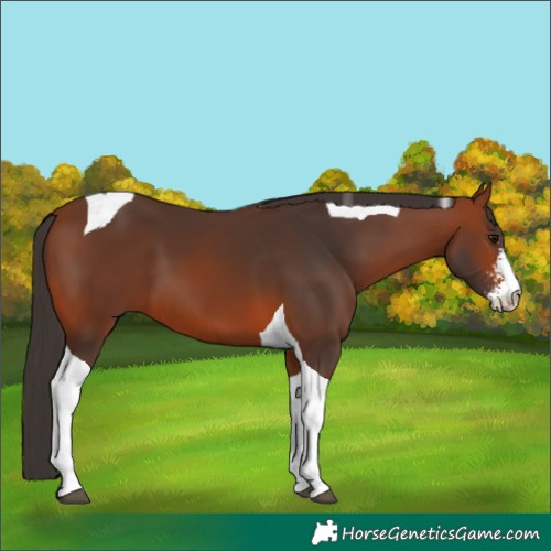 Horse Color:Bay Sabino Tobiano 