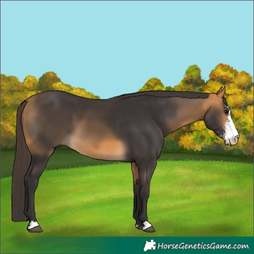 Horse Color:Buckskin Sabino