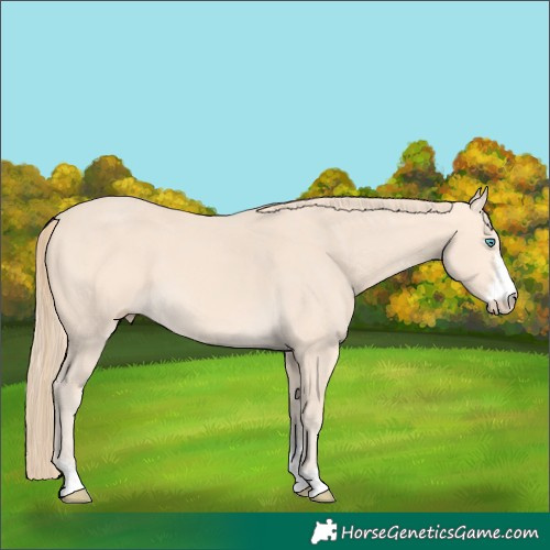 Horse Color:Perlino Sabino