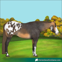 Horse Color:Buckskin Sabino Appaloosa