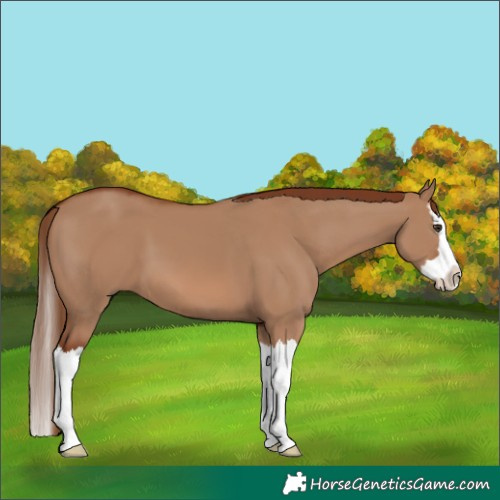 Horse Color:Red Dun Splash 