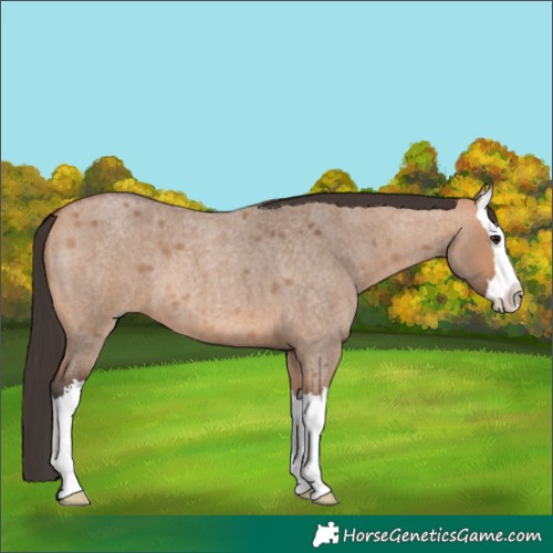 Horse Color:Bay Roan Dun Splash 