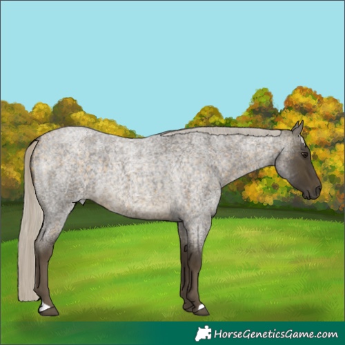 Horse Color:Silver Buckskin Roan