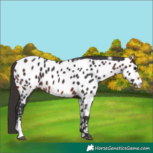 Horse Color:Bay Sabino Appaloosa 
