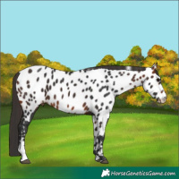 Horse Color:Bay Sabino Appaloosa 
