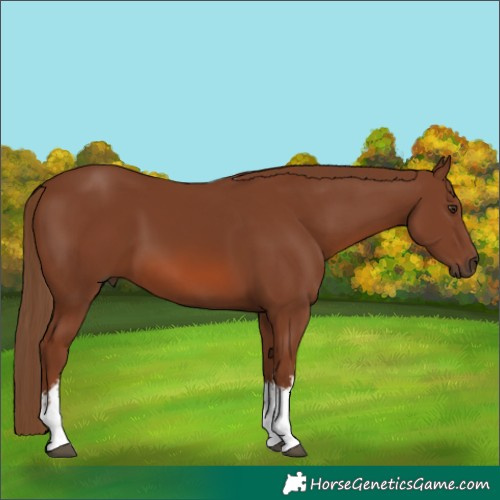 Horse Color:White Spotted Chestnut 