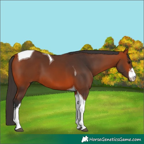 Horse Color:White Spotted Bay Tobiano 