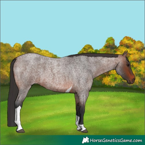 Horse Color:Brown Roan Tobiano 