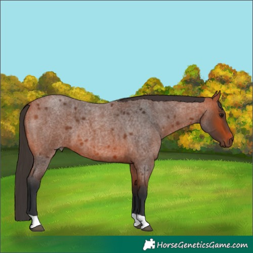 Horse Color:Bay Roan 