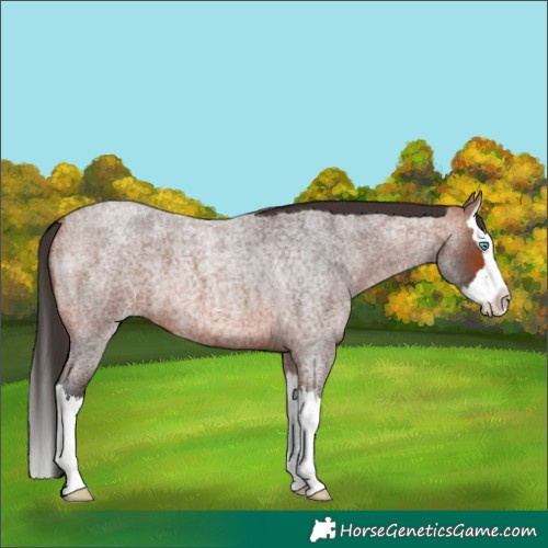 Horse Color:Bay Roan Splash 