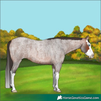 Horse Color:Bay Roan Splash 