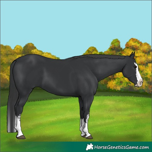 Horse Color:White Spotted Black Splash 