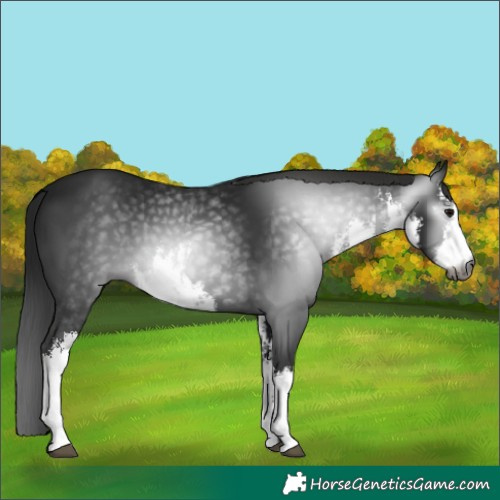 Horse Color:Gray White Spotted Black 