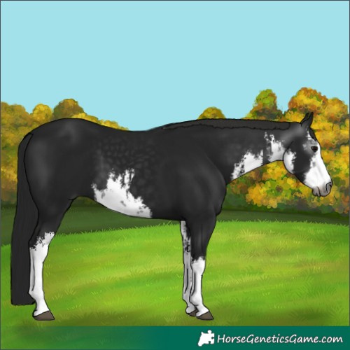 Horse Color:Gray White Spotted Black 