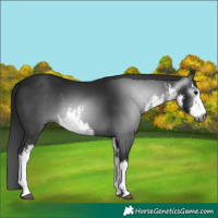 Horse Color:Gray White Spotted Black