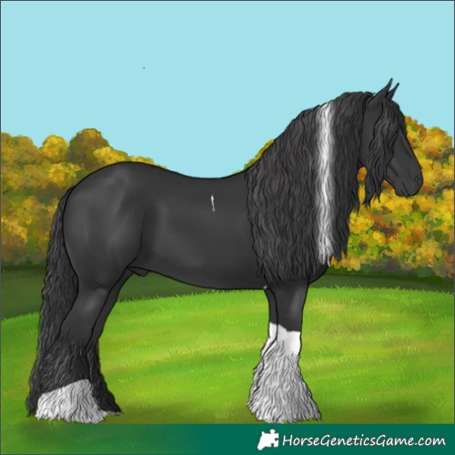 Horse Color:Black Tobiano 