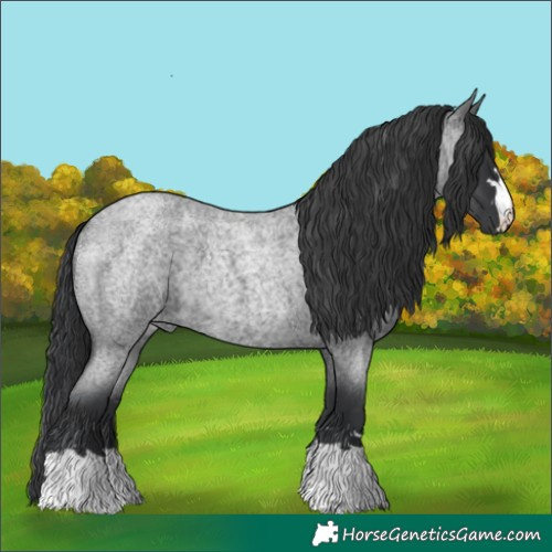 Horse Color:Blue Roan 