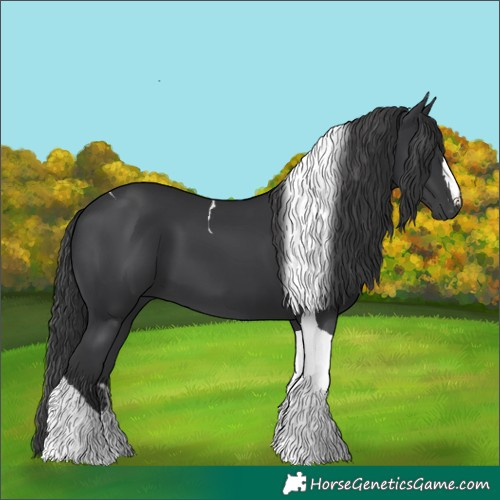 Horse Color:Black Tobiano 