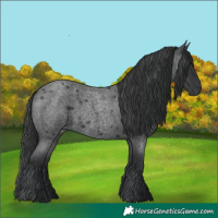 Horse Color:Blue Roan 