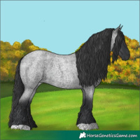 Horse Color:Blue Roan 