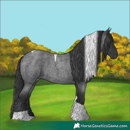 Horse Color:Blue Roan Tobiano