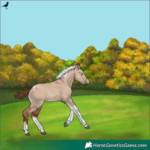 Horse Color:Red Dun Tobiano Rabicano 