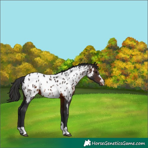 Horse Color:Brown Appaloosa Rabicano